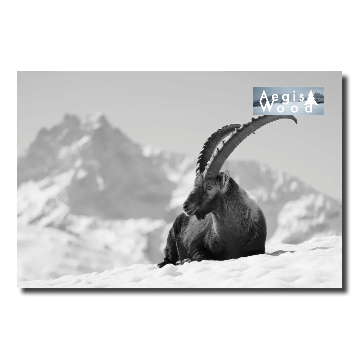 Affiche Noir et Blanc Bouquetin Majestueux des Alpes Enneigées