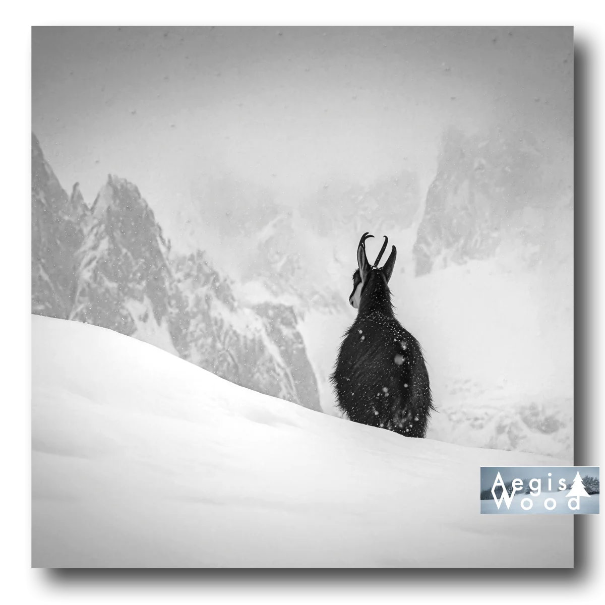 Affiche carrée d'un chamois contemplant les montagnes enneigées