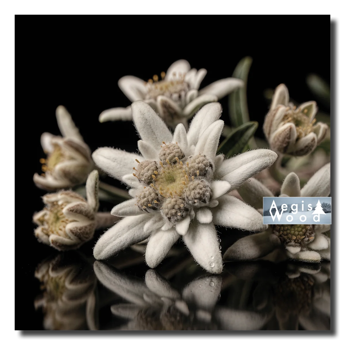 Affiche macro de fleurs d'edelweiss blanches sur fond noir avec reflet