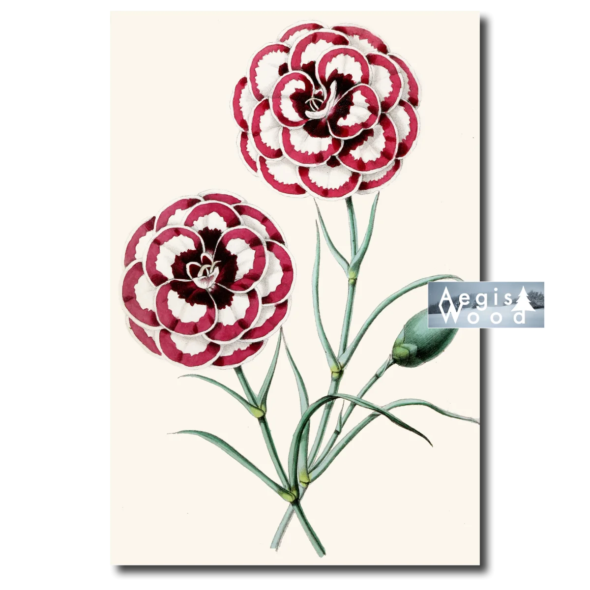 Affiche (reproduction) — Œillets bicolores rouge et blanc, planche botanique, XIXe siècle