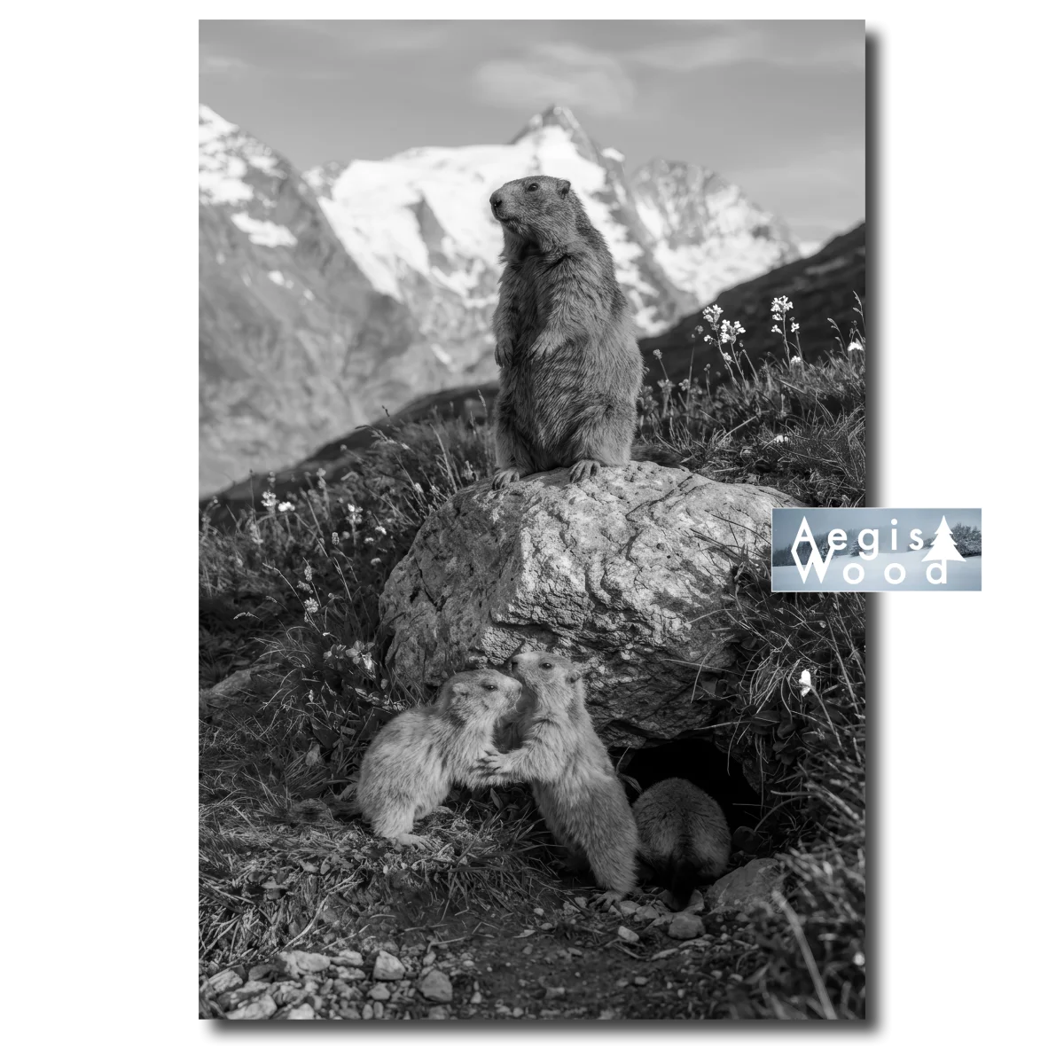 Affiche noir et blanc Marmottes des Alpes sur rocher vue sur les montagnes des Alpes
