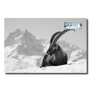 Affiche Noir et Blanc Bouquetin Majestueux des Alpes Enneigées