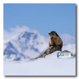 Affiche Marmotte des Alpes sur rocher enneigé