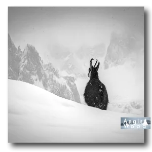 Affiche carrée d'un chamois contemplant les montagnes enneigées