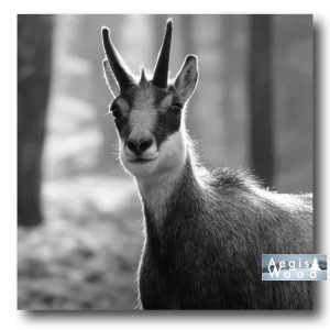 Affiche carrée noir et blanc d'un chamois en forêt