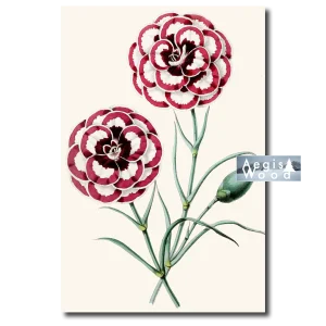Affiche (reproduction) — Œillets bicolores rouge et blanc, planche botanique, XIXe siècle