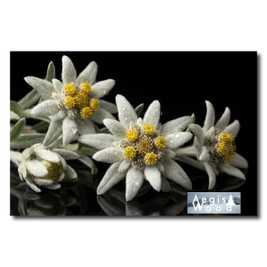 Affiche Fleurs d'Edelweiss sur Fond Noir