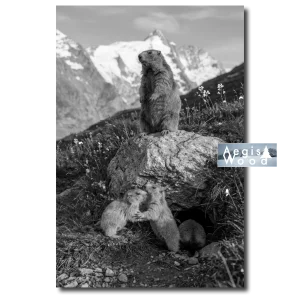 Affiche noir et blanc Marmottes des Alpes sur rocher vue sur les montagnes des Alpes